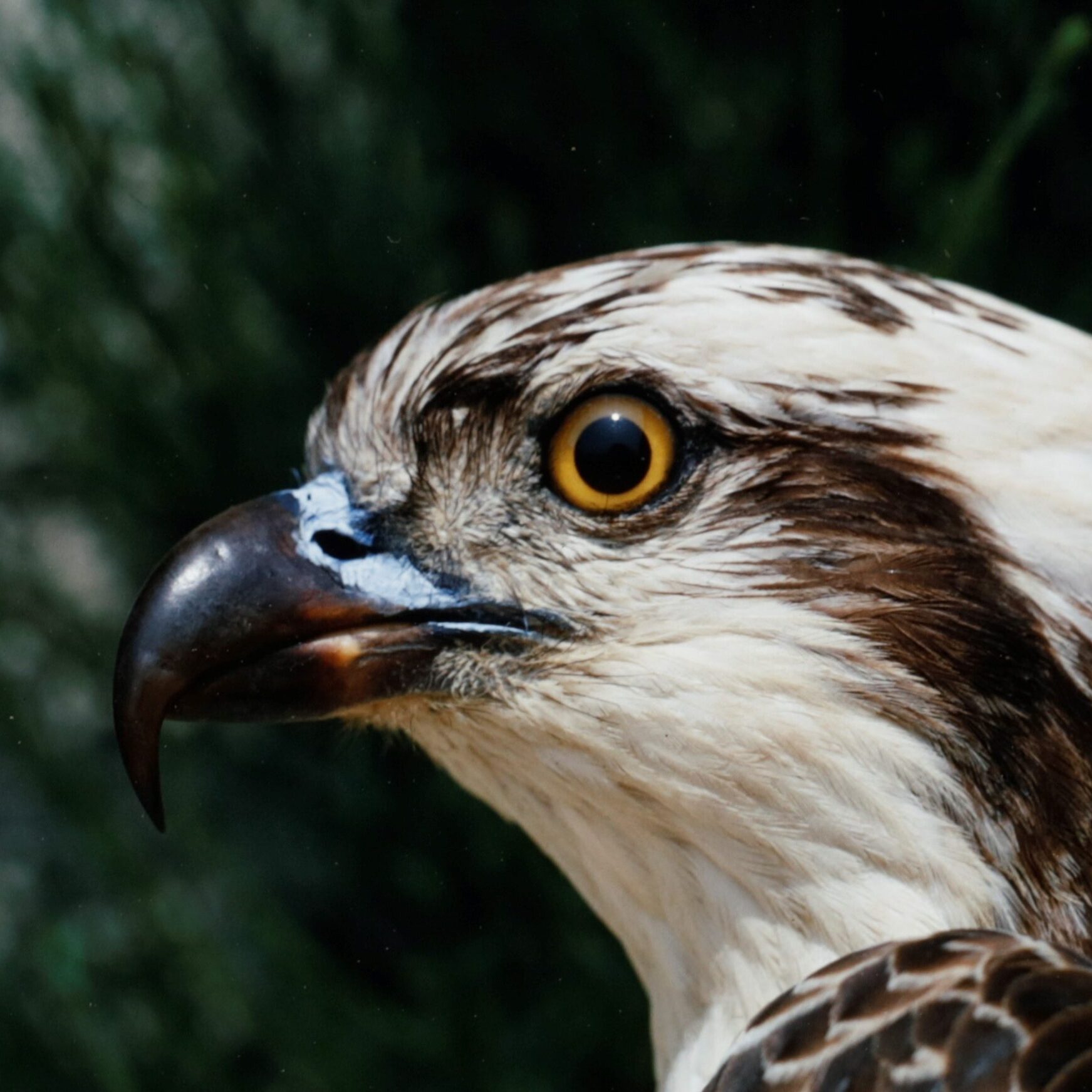 Ornithology: ringers and recorders